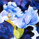 Irises